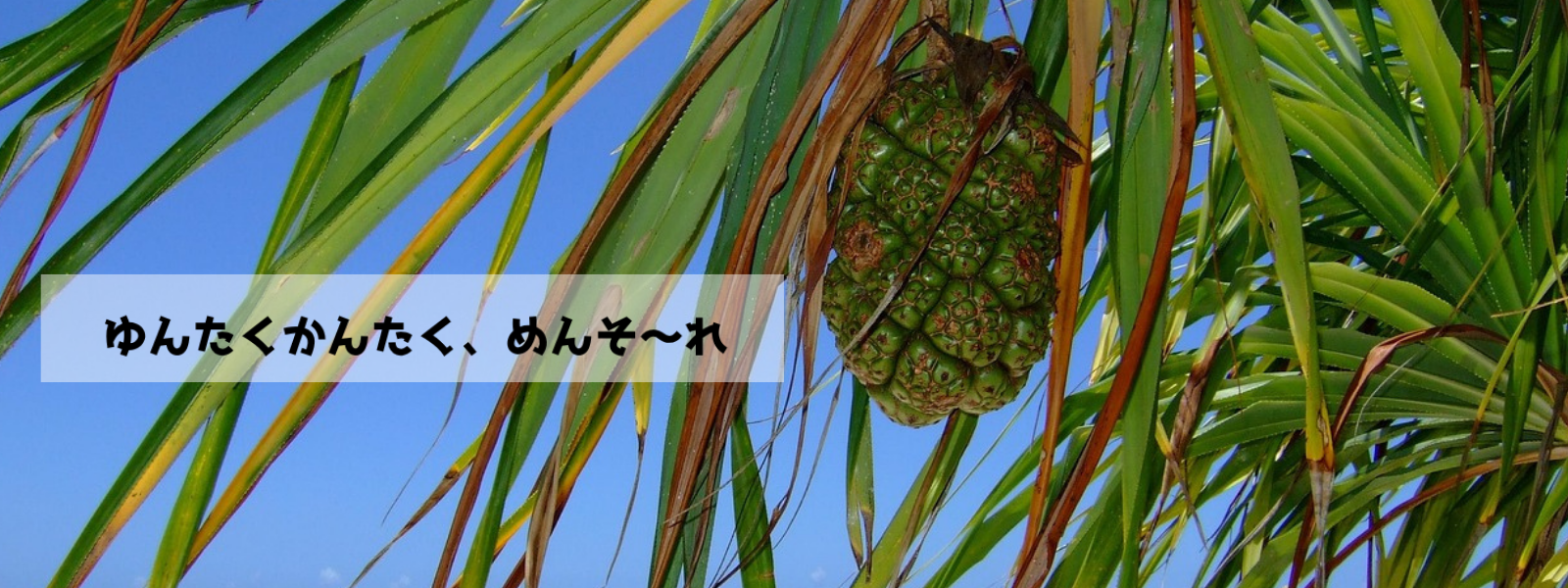 ゆんたくかんたく、めんそ～れ